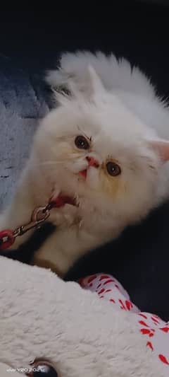 pure persian female peki face kitten high quality cod 0