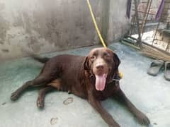 Labrador female for sale