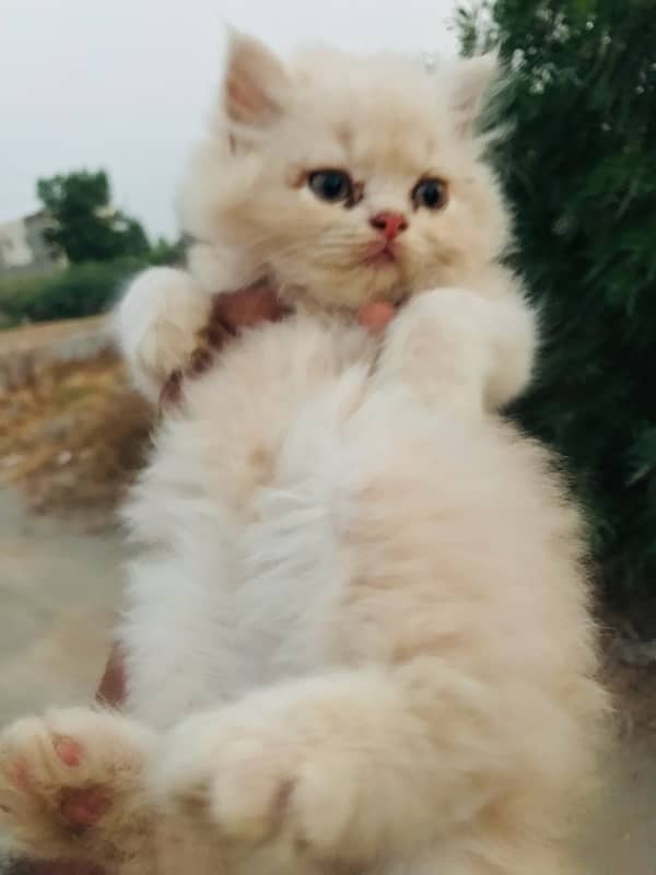 high quality fawn color kittens available free home delivery 3