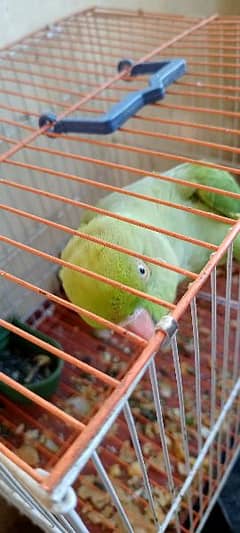 green talking parrot 0