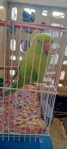 green talking parrot 1