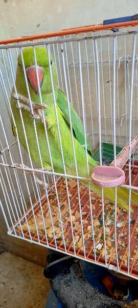 green talking parrot 2