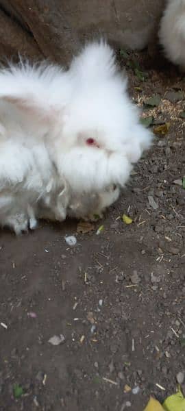 ( Jori ) Male Female Rabbit Red Eye . 0307.4269547 1