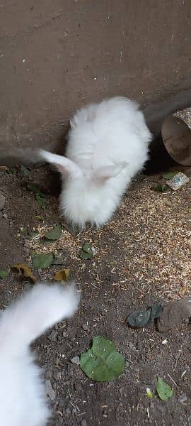 ( Jori ) Male Female Rabbit Red Eye . 0307.4269547 2