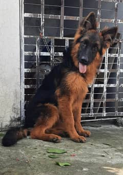 top quality long hair male pup for sale( 03369878719)