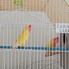 common latino brider pair with cage and box