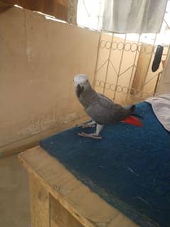 assalamualaikum grey parrot bonded pair available for sale 0