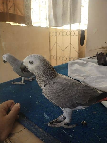 assalamualaikum grey parrot bonded pair available for sale 1