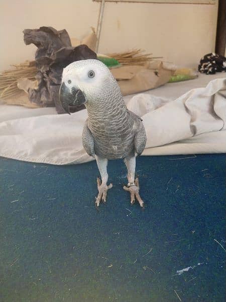 assalamualaikum grey parrot bonded pair available for sale 2