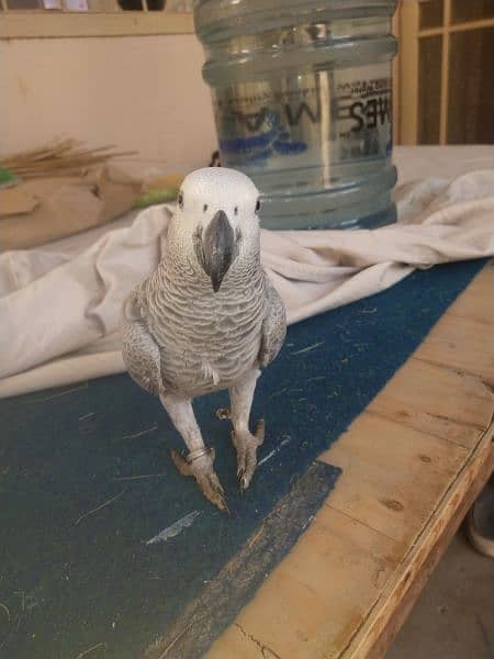 assalamualaikum grey parrot bonded pair available for sale 3