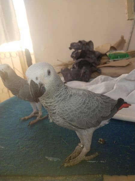 assalamualaikum grey parrot bonded pair available for sale 5