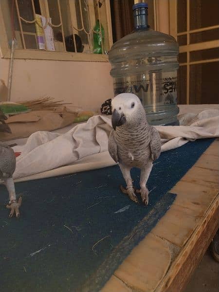 assalamualaikum grey parrot bonded pair available for sale 6