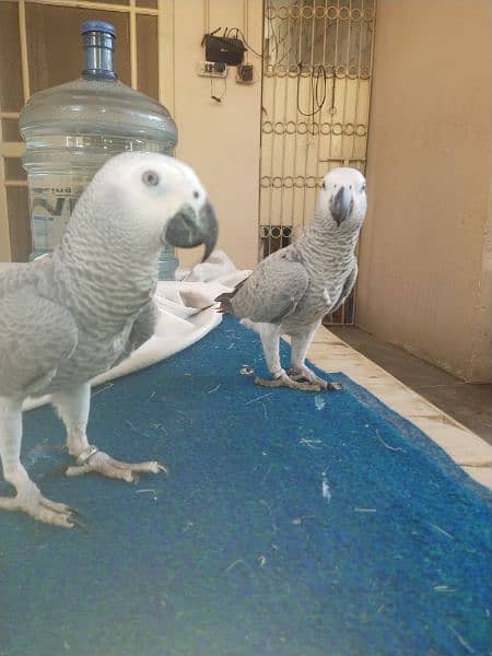 assalamualaikum grey parrot bonded pair available for sale 7