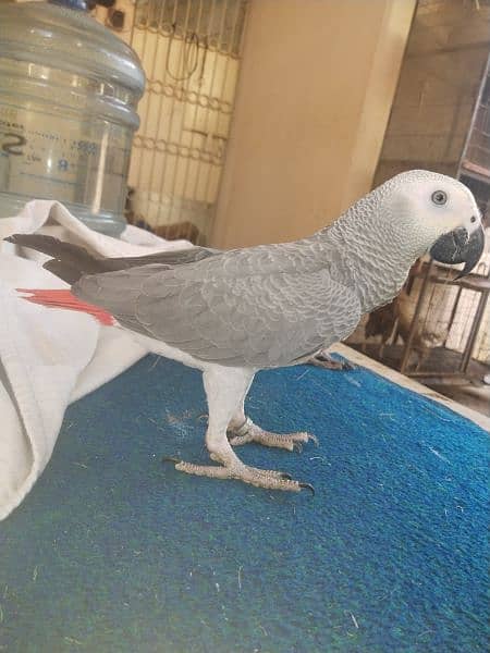 assalamualaikum grey parrot bonded pair available for sale 8