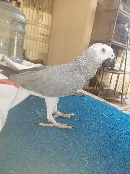 assalamualaikum grey parrot bonded pair available for sale 9