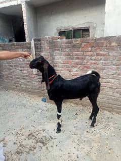 Dasi Bakra