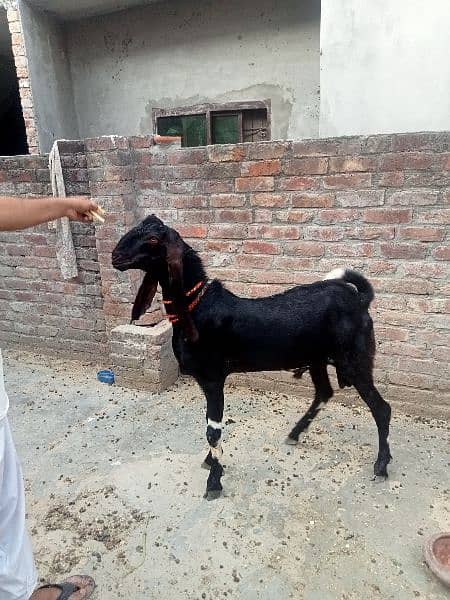 Dasi Bakra 1