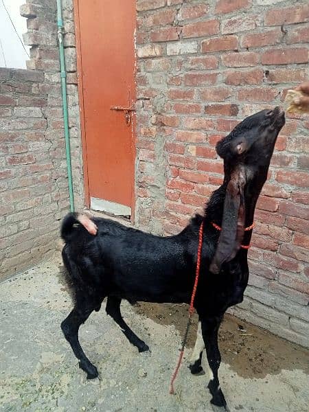 Dasi Bakra 2