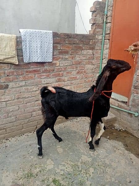 Dasi Bakra 3