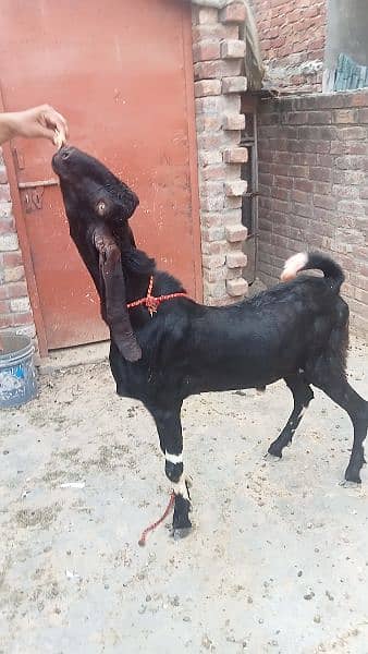 Dasi Bakra 4