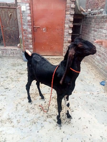 Dasi Bakra 5