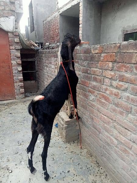 Dasi Bakra 6