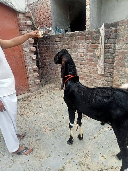 Dasi Bakra 8