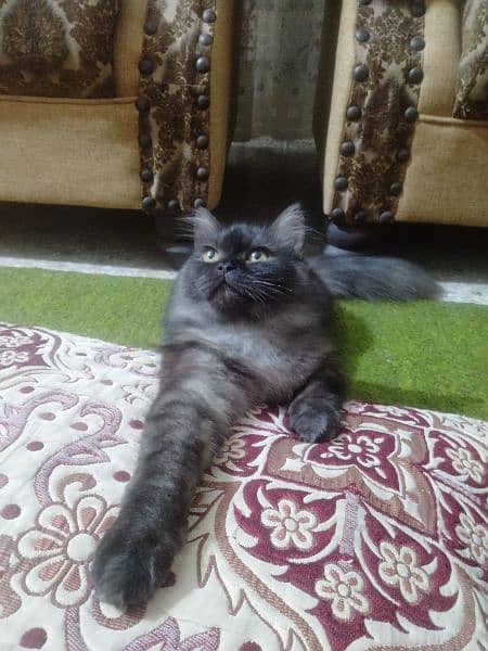 Persian kitten for sale 5