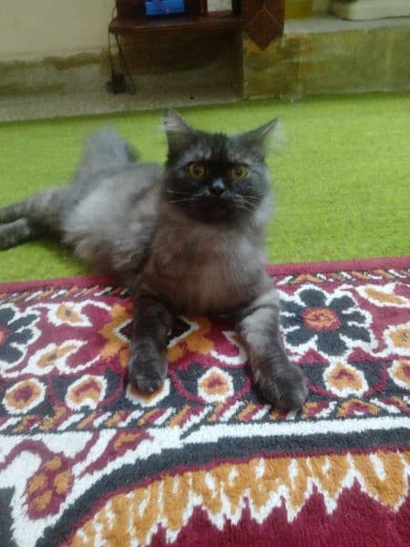 Persian kitten for sale 6