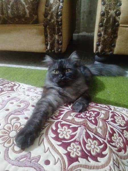 Persian kitten for sale 7