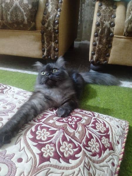 Persian kitten for sale 8