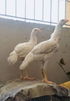 qandhari heera short beak white pure aseel