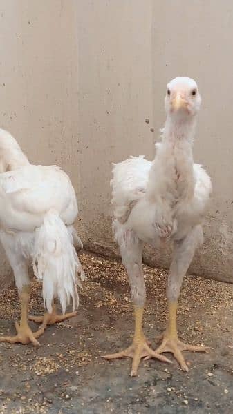 qandhari heera short beak white pure aseel 1