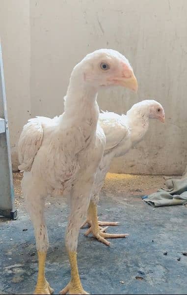 qandhari heera short beak white pure aseel 2