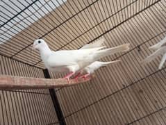 White and Brown Doves (Khumry)