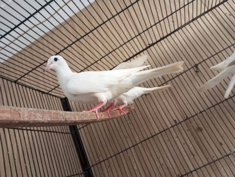 White and Brown Doves (Khumry) 0