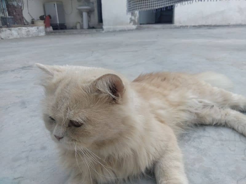 Golden Persian cat 2