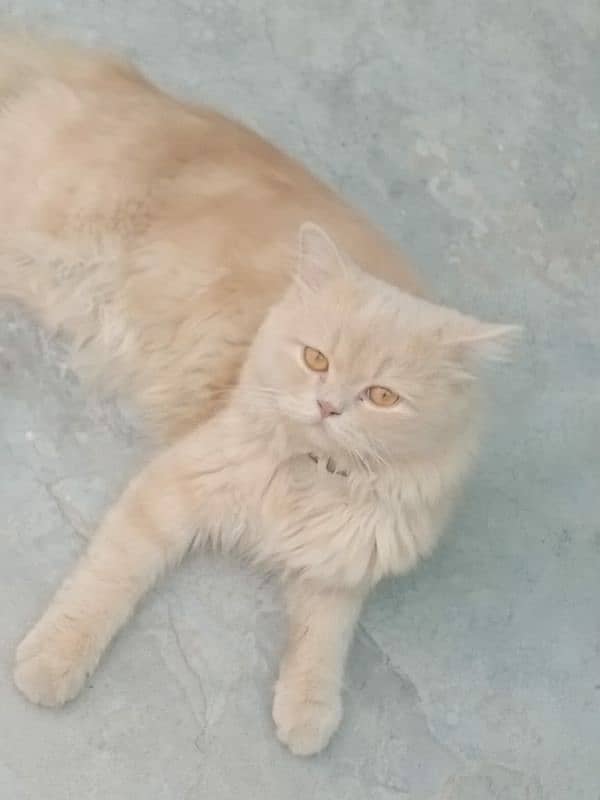 Golden Persian cat 3