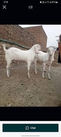 rajanpuri bakra urgent for sale