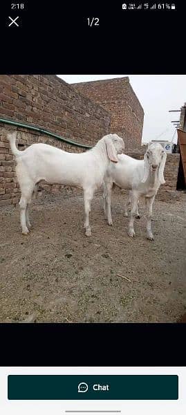 rajanpuri bakra urgent for sale 0