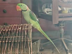 kashmiri Pahari male parrots pair