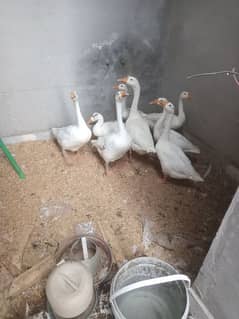 long neck ducks for sale