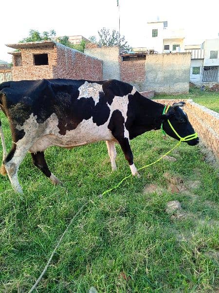 Australian cross cow for sale 6