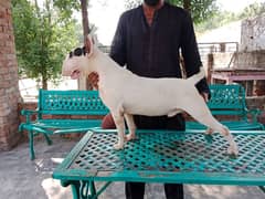 Imported English bull terrier male available for sale