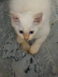 male kitten doll face for sale for more info contact 03704972981