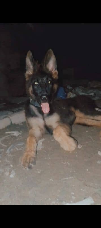 age 4.5 male double coated German shepherd 1