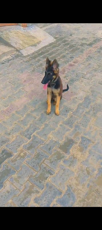 age 4.5 male double coated German shepherd 4