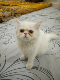 Persian Kitten