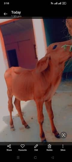 sahiwal brahman cow baby gay Ka bacha 0