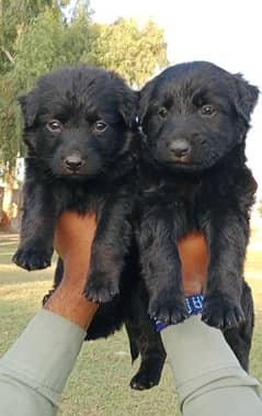 German shepherd puppies for sale / puppy / GSD pup / german shepherd